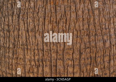 Consistenza naturale della corteccia di palma mediterranea, sfondo marrone di rilievo corteccia degli alberi Foto Stock