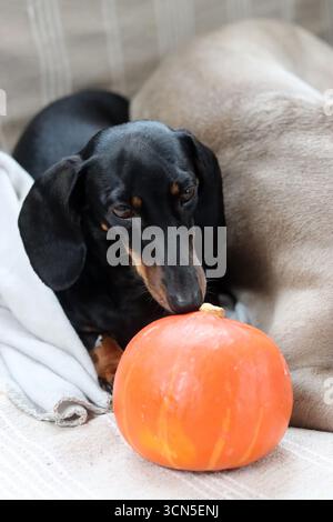 Cane da diporto con zucca e plaid sul divano Foto Stock