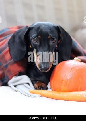 Cane da diporto con zucca e plaid sul divano Foto Stock