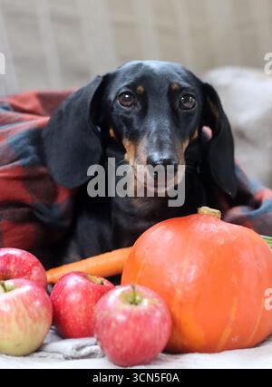 Cane da diporto con zucca e plaid sul divano Foto Stock