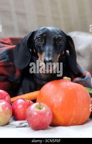 Cane da diporto con zucca e plaid sul divano Foto Stock