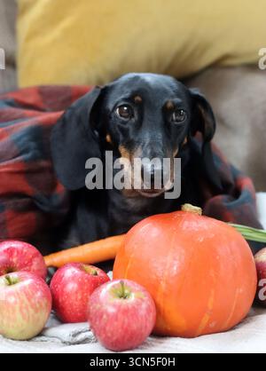 Cane da diporto con zucca e plaid sul divano Foto Stock