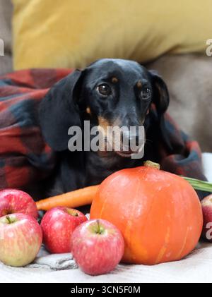 Cane da diporto con zucca e plaid sul divano Foto Stock