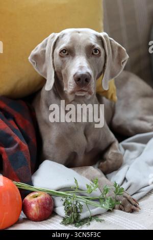 Bel cane Weimaraner che guarda la macchina fotografica. Messa a fuoco selettiva. Foto Stock