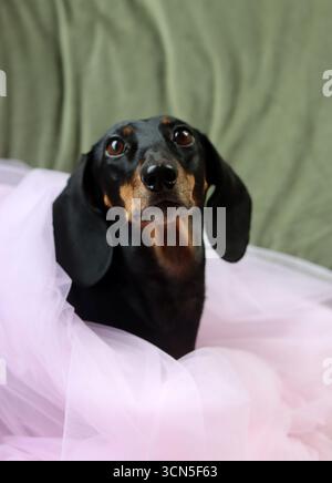 Primo piano di un simpatico cane Dachshund in miniatura, nero e abbronzato. Bella foto di animali domestici. Foto Stock