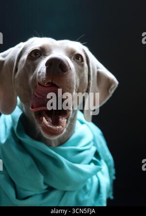 Bellissimo cane Weimaraner che indossa una sciarpa blu che guarda la macchina fotografica. Messa a fuoco selettiva. Foto Stock
