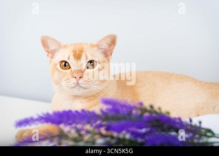 Primo piano di un gatto birmano color crema con occhi color ambra. I fiori viola di lavanda sono in primo piano. Lo sfondo chiaro con enfasi dello spazio di copia Foto Stock