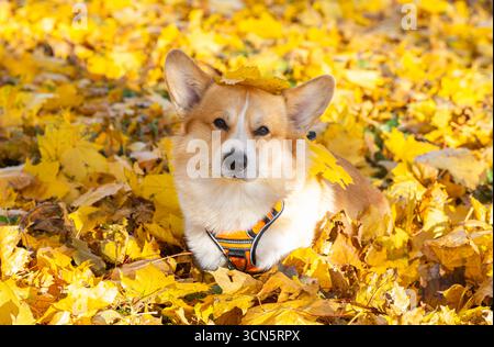 Gallese Corgi Pembroke in una passeggiata nel parco in autunno dorato Foto Stock