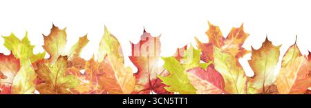 Bordo senza cuciture con foglie di acero e quercia di colore rosso e giallo autunnale. Elemento decorativo autunnale brillante. Clipart del Ringraziamento. Illustrazione ad acquerello disegnata a mano Foto Stock