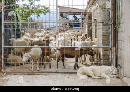 Vista di un gregge di pecore raccolto dietro una recinzione metallica con un cane bianco che dorme pacificamente sul terreno, Contrada Frattura, Abruzzo, Italia. Foto Stock