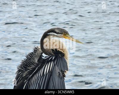 Un Darter Australasiano (Anhinga novaehollandiae), noto anche come Darter australiano o Snakebird, sulle rive del fiume Swan. Foto Stock