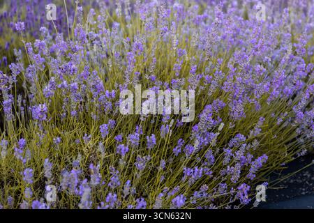 Una splendida aiuola di piante viola di Lavanda Lavandula su un prato verde Foto Stock