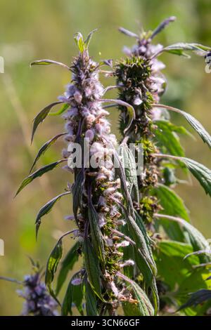 Leonurus cardiaca, conosciuta come madrepatria. Altri nomi comuni includono l'erba di lancio, l'orecchio del leone e la coda del leone. Pianta medicinale. Cresce in natura. Foto Stock