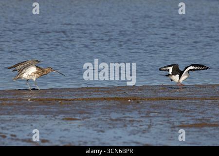 Curlew (Numenius arquata) a caccia di un Oystercatcher (Haematopus Ostralegus) Norfolk febbraio 2025 Foto Stock