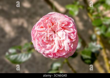 Francia - Tolosa - Pierre de Ronsard Rose - globi in stile rosa vecchio di petali rosa blush a strati stretti, delicatamente illuminati sul bastone Foto Stock