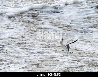 Un giovane Sabines Gull, Xema sabini che vola oltre Blackpool, Lancashire, Regno Unito in condizioni di tempesta. Foto Stock