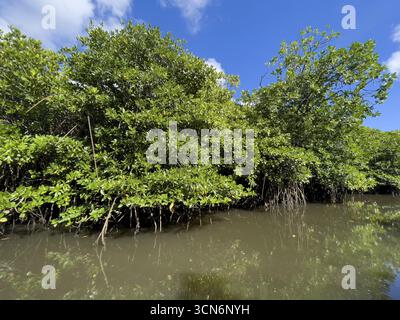 La mangrovia pallida (Rhizophora stylosa) si trova nella laguna dell'isola nel Pacifico occidentale, nell'Oceano Pacifico, nell'isola di Yap, nello stato di Yap, nelle isole Caroline, S federati Foto Stock