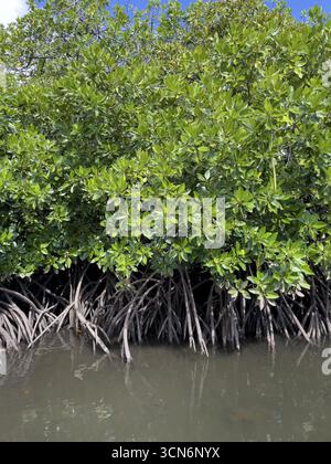 La mangrovia pallida (Rhizophora stylosa) si trova nella laguna dell'isola nel Pacifico occidentale, nell'Oceano Pacifico, nell'isola di Yap, nello stato di Yap, nelle isole Caroline, S federati Foto Stock