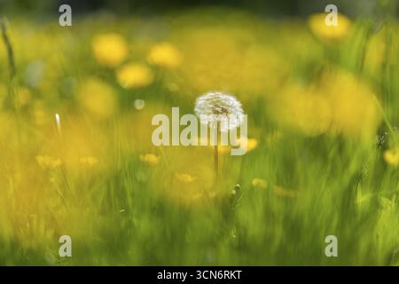 Prato fiorito con lussureggiante erba verde, tazze e tarassoni gialli, tarassaco (Taraxacum) al sole e cielo blu, Colonia, Renania settentrionale-Vestfale Foto Stock