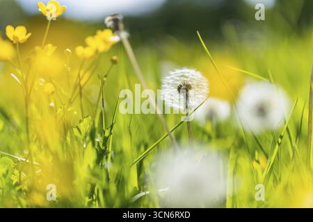 Prato fiorito con lussureggiante erba verde, tazze e tarassoni gialli, tarassaco (Taraxacum) al sole e cielo blu, Colonia, Renania settentrionale-Vestfale Foto Stock