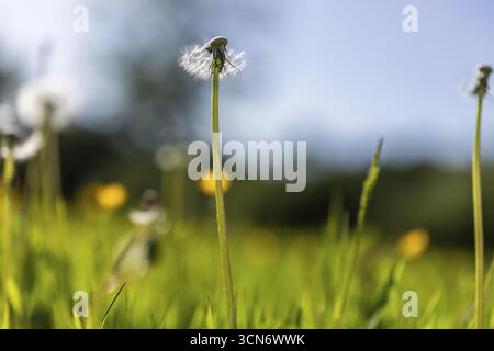 Prato fiorito con lussureggiante erba verde, tazze e tarassoni gialli, tarassaco (Taraxacum) al sole e cielo blu, Colonia, Renania settentrionale-Vestfale Foto Stock