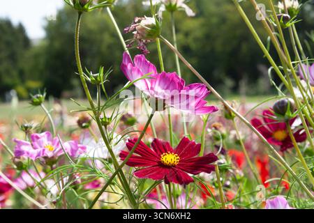Campo di fiori. Pink Garden Cosmos, Mexican aster o cosmea Flowers è il giardino estivo. Luminoso campo floreale di fiori rosa per sfondo, palo, screensa Foto Stock
