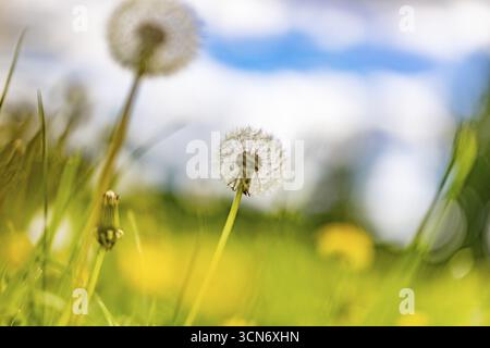 Prato fiorito con lussureggiante erba verde, tazze e tarassoni gialli, tarassaco (Taraxacum) al sole e cielo blu, Colonia, Renania settentrionale-Vestfale Foto Stock