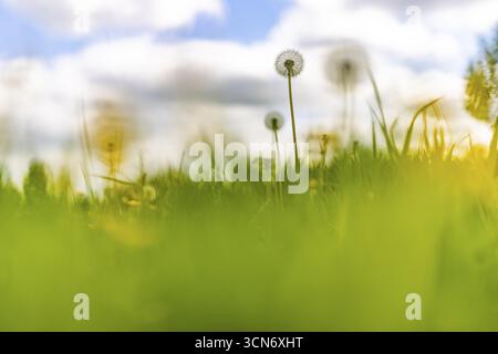Prato fiorito con lussureggiante erba verde, tazze e tarassoni gialli, tarassaco (Taraxacum) al sole e cielo blu, Colonia, Renania settentrionale-Vestfale Foto Stock