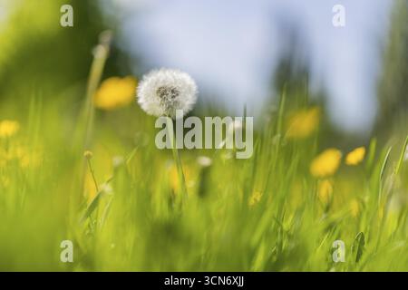 Prato fiorito con lussureggiante erba verde, tazze e tarassoni gialli, tarassaco (Taraxacum) al sole e cielo blu, Colonia, Renania settentrionale-Vestfale Foto Stock