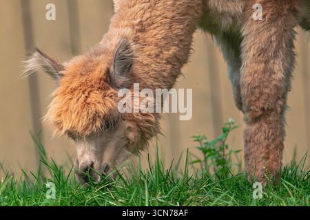 Alpaca marrone chiaro, (Lama pacos), prato al pascolo, vista ravvicinata Foto Stock