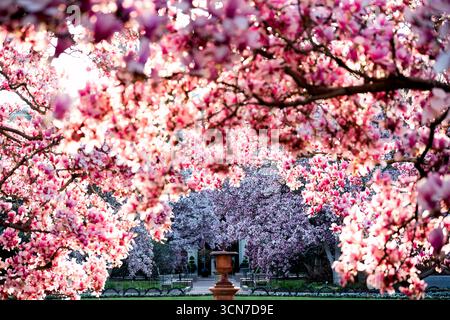 Piattino Magnolia Blossoms Enid A Haupt Garden Washington DC // WASHINGTON DC — Saucer Magnolias (Magnolia x soulangeana) fioriscono nell'Enid A. Haupt Garden, un giardino in stile vittoriano situato di fronte al Castello Smithsonian. Questo giardino formale espone gli alberi ornamentali come parte della sua esposizione primaverile. Il giardino Enid A. Haupt è un componente del Museo Nazionale di storia naturale dello Smithsonian Institution. Il giardino è noto per la sua variegata collezione di piante e il suo design formale del paesaggio. Foto Stock