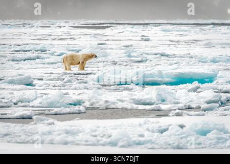 Polar Bear on Ice Floes Sjuoyane Seven Islands Svalbard Norway // SVALBARD AND JAN MAYEN — Un orso polare si trova su banchi di ghiaccio nell'Oceano Artico vicino a Sjuøyane, parte dell'arcipelago delle sette isole nelle Svalbard, Norvegia. Gli orsi polari (Ursus maritimus) sono predatori apicali dell'Artico, che si affidano al ghiaccio marino per la caccia alle foche, la loro principale fonte di cibo. Le isole Sjuøyane si trovano nella parte più settentrionale dell'arcipelago delle Svalbard, un'area caratterizzata dalle sue vaste distese di ghiaccio marino e dal clima polare aspro. Questa regione è un habitat critico per gli orsi polari, anche se le loro popolazioni sono in aumento Foto Stock