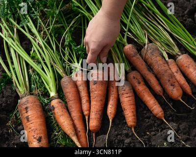 Una donna che raccoglie una carota biologica appena raccolta da una pila di carote. Primo piano. Foto Stock