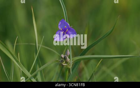 Spiderwort in fiore sulla Pope Farm Conservancy a Middleton, Wisconsin. Foto Stock