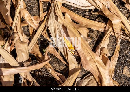 Il campo di mais si è seccato e solo pannocchie di mais a bassa crescita, a causa della siccità estiva, ad est di Weisweiler, Renania settentrionale-Vestfalia, Germania Foto Stock
