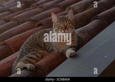 Lettino per gatto di Tabby sulle piastrelle del tetto in terracotta Foto Stock