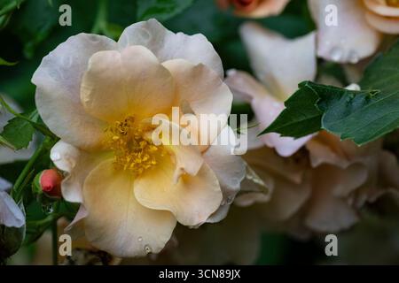 Cespuglio di rose che fiorisce in un giardino di cottage in estate, Brownsburg-Chatham, Quebec, Canada Foto Stock