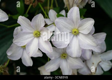 Clematis, bianco, fioritura libera, vite, coltivazione nel giardino di cottage Foto Stock