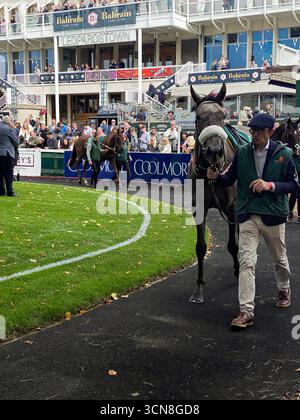Irish Champions Festival, ippodromo di Leopardstown, Dublino, Irlanda. Maneggiatori, fantini e purosangue nel paddock prima della gara. Foto Stock