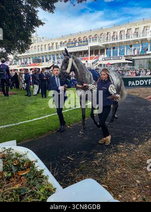 Irish Champions Festival, ippodromo di Leopardstown, Dublino, Irlanda. Maneggiatori, fantini e purosangue nel paddock prima della gara. Foto Stock