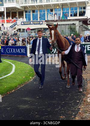 Irish Champions Festival, ippodromo di Leopardstown, Dublino, Irlanda. Maneggiatori, fantini e purosangue nel paddock prima della gara. Foto Stock