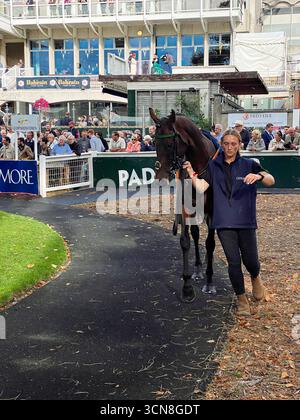 Irish Champions Festival, ippodromo di Leopardstown, Dublino, Irlanda. Maneggiatori, fantini e purosangue nel paddock prima della gara. Foto Stock