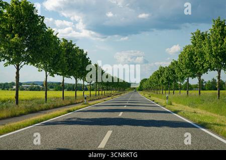 Una strada dritta a due corsie corre tra alberi rotondi su entrambi i lati. Un'auto bianca viaggia avanti. La luce del sole proietta ombre chiare delle foglie sullo smoo Foto Stock