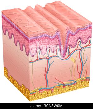 Immagine che mostra l'invecchiamento della pelle. Il collagene è una proteina essenziale per la fermezza e l'elasticità della pelle. Il suo declino con l'età provoca rughe, rilassamento e disidratazione, accelerando l'invecchiamento della pelle. Foto Stock