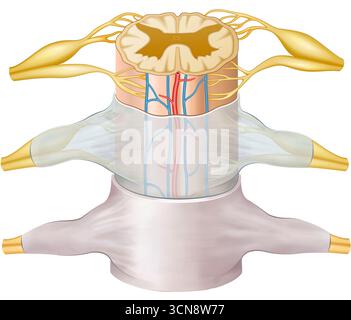 Illustrazione del midollo spinale che ne mostra l'organizzazione e la struttura, tra cui la materia grigia e bianca, le radici nervose e i nervi spinali. La sua funzione principale è la trasmissione dei segnali tra il cervello e il corpo, così come la coordinazione dei riflessi. Foto Stock