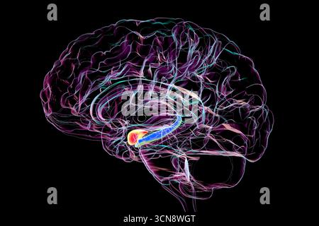 Illustrazione della sezione centrale del cervello umano con amigdala evidenziata (rossa) e ippocampo (blu), regioni chiave colpite dalla malattia di Alzheimer, legate alla perdita di memoria e alla perturbazione emotiva. Foto Stock