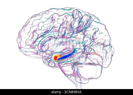 Illustrazione della sezione centrale del cervello umano con amigdala evidenziata (rossa) e ippocampo (blu), regioni chiave colpite dalla malattia di Alzheimer, legate alla perdita di memoria e alla perturbazione emotiva. Foto Stock