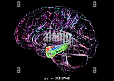 Illustrazione di un cervello umano con amigdala evidenziata (rosso), ippocampo (blu) e giro parahippocampale (verde) su una sezione intermedia, regioni chiave in emozione, memoria ed elaborazione spaziale, illustrazione. Foto Stock