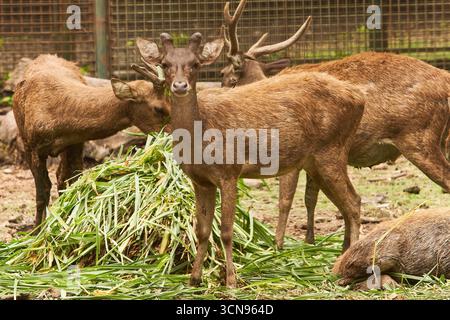 Un gruppo di cervi si riunisce per divertirsi a mangiare intorno a un mucchio di erba verde in uno zoo. Un cervo sta in primo piano, fissando con cautela la telecamera Foto Stock