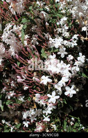 Rosa e bianco profumato gelsomino in piena fioritura. Primavera a Melbourne. Foto Stock